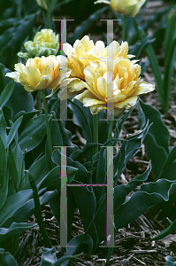 Picture of Tulipa x 