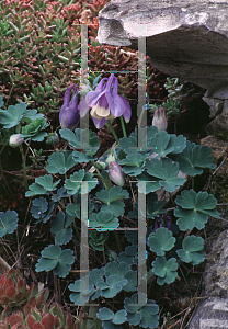 Picture of Aquilegia flabellata 'Nana'