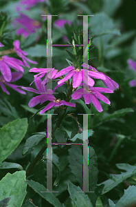 Picture of Scaevola x 'Blue Shamrock'