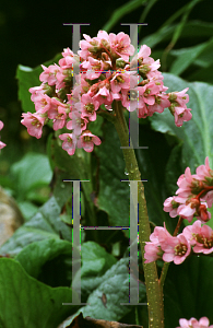 Picture of Bergenia cordifolia 