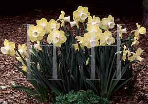 Picture of Narcissus  'Avalon'