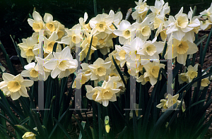 Picture of Narcissus  'Buffawn'