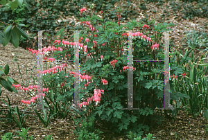 Picture of Lamprocapnos spectabilis 