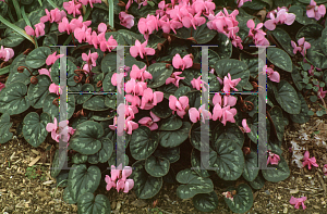 Picture of Cyclamen coum 