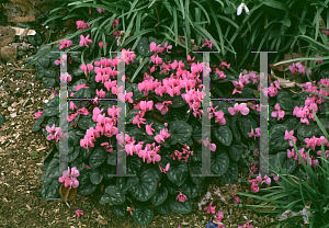 Picture of Cyclamen coum 