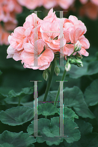 Picture of Pelargonium x hortorum 'Pink Expectations'