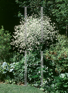 Picture of Crambe cordifolia 