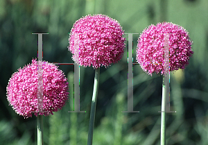 Picture of Allium giganteum 