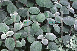 Picture of Plectranthus argentatus 