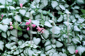 Picture of Lamium maculatum 'Beacon's Silver'