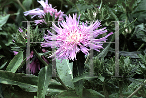 Picture of Stokesia laevis 