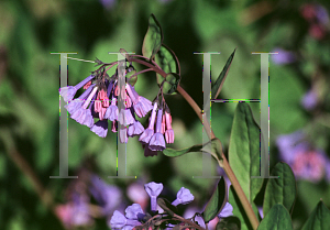 Picture of Mertensia virginica 