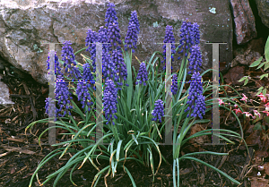 Picture of Muscari armeniacum 