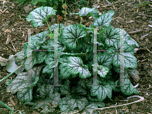 Picture of Heuchera  'Green Spice'