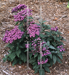 Picture of Heliotropium arborescens 