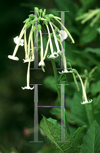 Picture of Nicotiana sylvestris 