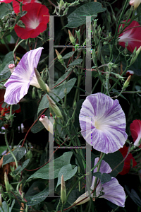 Picture of Ipomoea tricolor 'Flying Saucers'