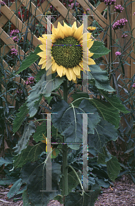 Picture of Helianthus annuus 