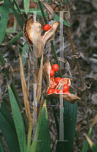 Picture of Iris foetidissima 