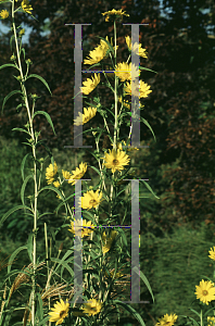 Picture of Helianthus maximilianii 