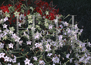 Picture of Nicotiana alata 'Nikki Mix'