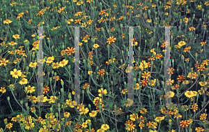 Picture of Tagetes patula 'Harlequin'