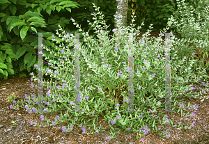 Picture of Caryopteris x clandonensis 'Worcester Gold'