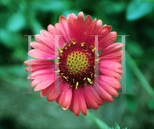 Picture of Gaillardia x grandiflora 'Burgundy'