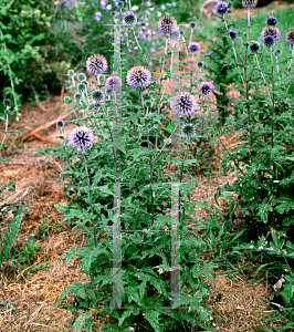 Picture of Echinops ritro 