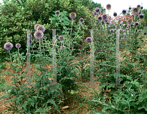 Picture of Echinops ritro 