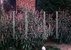 Picture of Celosia argentea (Spicata Group) 'Purple Flamingo'