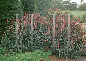 Picture of Celosia argentea (Spicata Group) 'Purple Flamingo'