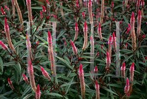 Picture of Celosia argentea (Spicata Group) 'Purple Flamingo'