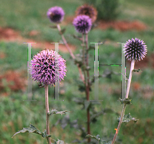 Picture of Echinops ritro 