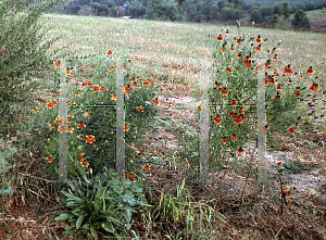 Picture of Ratibida columnifera 