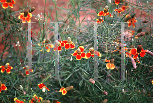 Picture of Ratibida columnifera 