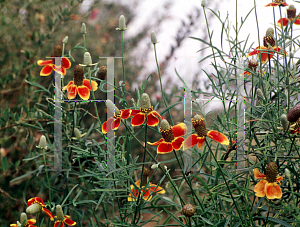 Picture of Ratibida columnifera 