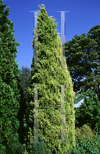 Picture of Juniperus chinensis 'Aurea'