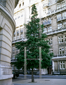 Picture of Metasequoia glyptostroboides 