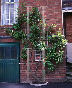 Picture of Magnolia grandiflora 'Exmouth'