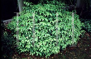 Picture of Leucothoe fontanesiana 