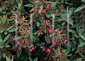 Picture of Kalmia angustifolia 'Royal Dwarf'