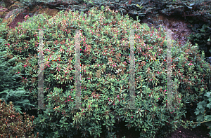 Picture of Kalmia angustifolia 'Royal Dwarf'