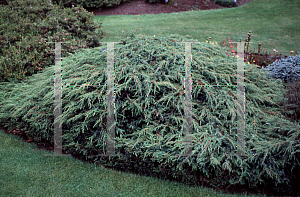 Picture of Juniperus communis 'Hornibrookii'