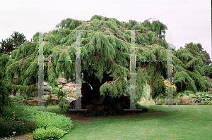 Picture of Juniperus rigida 