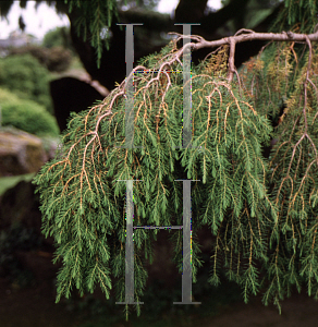 Picture of Juniperus rigida 