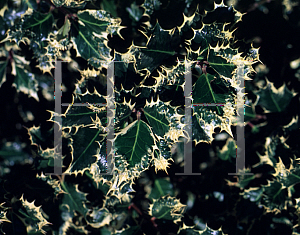 Picture of Ilex aquifolium 'Ferox Argentea'