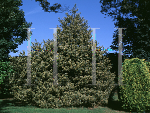 Picture of Ilex aquifolium 'Ferox Argentea'