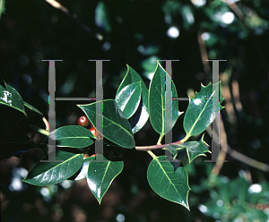 Picture of Ilex aquifolium 