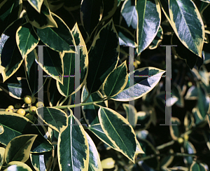 Picture of Ilex x altaclarensis 'Belgica Aurea (Silver Sentinel)'